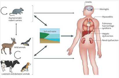 the Most Common Zoonotic Disease