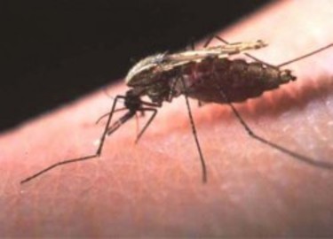 What Is Borne Diseases?