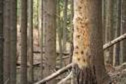 Common Treatments For Austrian Pine Diseases