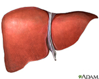 Liver Diseases Caused Due To Alcohol Consumption