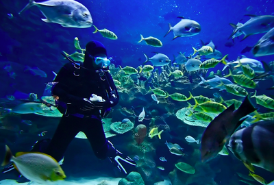 Scuba Diving Vacations And Trips For You
