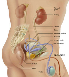 Leadng Causes Of Cancer in Men