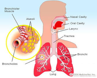 About Chronic Obstructive Pulmonary Diseases
