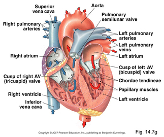 Common Diseases Of the Cardiovascular System
