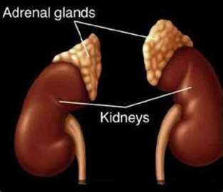 About Adrenal Gland Diseases