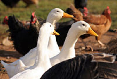 How To Identify Poultry Diseases
