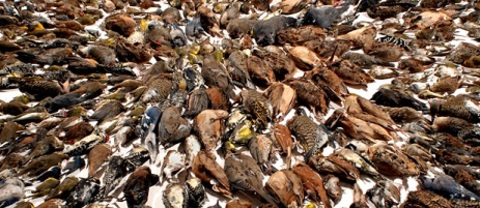 What Is a Bird Kill?