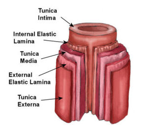 How To Prevent Artery Diseases	