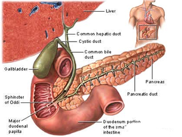 5 Common Signs Of Bladder Diseases	