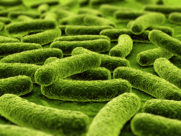  How To Treat Microbe Disease	