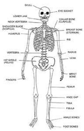 Five Types Of Bone Diseases	