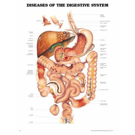Health And Fitness  Diseases Of Digestive System	