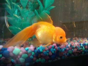 How To Treat Swimbladder Disease in Gold Fish