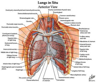 What Are Diseases Lungs?