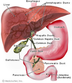 Information About Liver Diseases