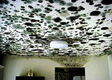 Mold Damage: Why It Is Essential To Keep a Dry Home