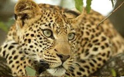 African Safari Vacations - Top 2010 Destinations (including Zambia)