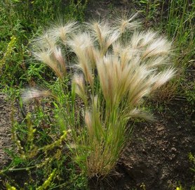 Types Of Foxtails