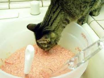 Know About Food Cat Making