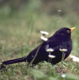 About the Blackbird