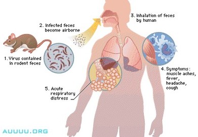 Is There A Cure For Common Diseases And Disorders? 