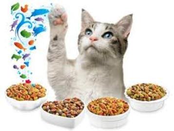 Know About Food Cat Making