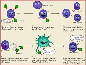 How To Treat Immunological Diseases	