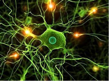 Foods That Cause Diseases In Nerve 