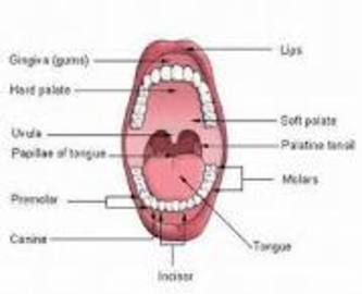 What You Must Know About Diseases Of Mouth	