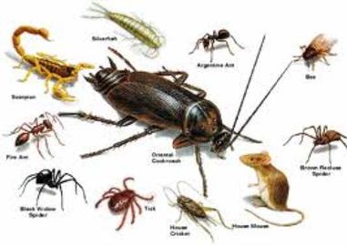 Dealing With Pests & Diseases In Your Garden