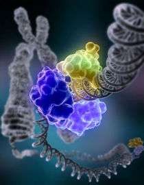 How To Identify Human Fungal Diseases