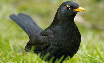 About the Blackbird