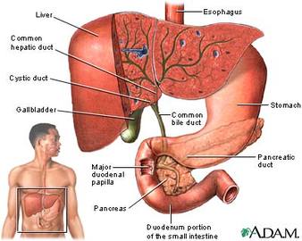 5 Common Signs Of Bladder Diseases	