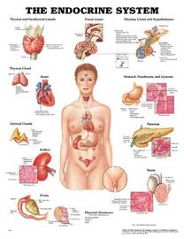 Endocrine Diseases That Are Hereditary