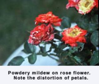 About Diseases Rose