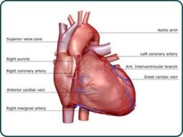 What are the different causes of heart diseases