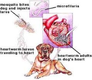 How To Use Immiticide in the Treatment Of Heartworms in Dogs
