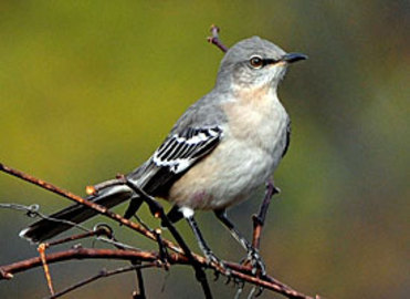 Info About the Mocking Bird