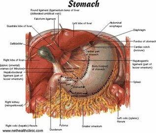 How To Treat Digestive Tract Diseases	