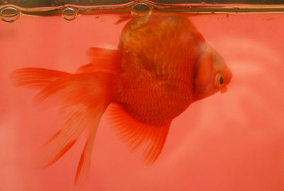 How To Treat Swimbladder Disease in Gold Fish