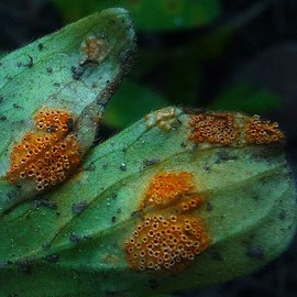 How To Identify Fungi Diseases In Plants
