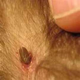 Tick Diseases: A Hidden Danger To Your Dogs