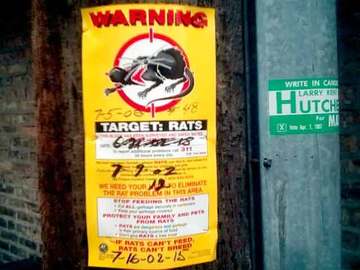   How To Prevent Rat Diseases	
