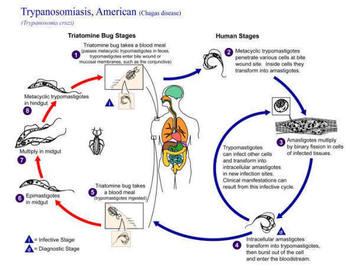 What Is Zoonoses?