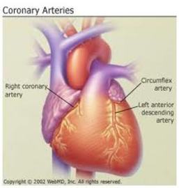 Most Common Cardiovascular System Diseases