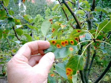 Types Of Pear Tree Diseases