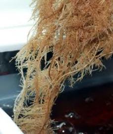 About Brown Root Rots Disease