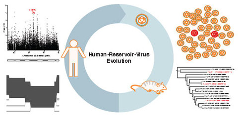 How To Treat Lassa Fever	