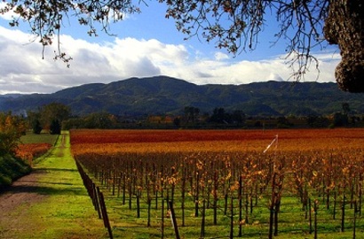 Pet Friendly Vacations - California Wine Country And Napa Valley